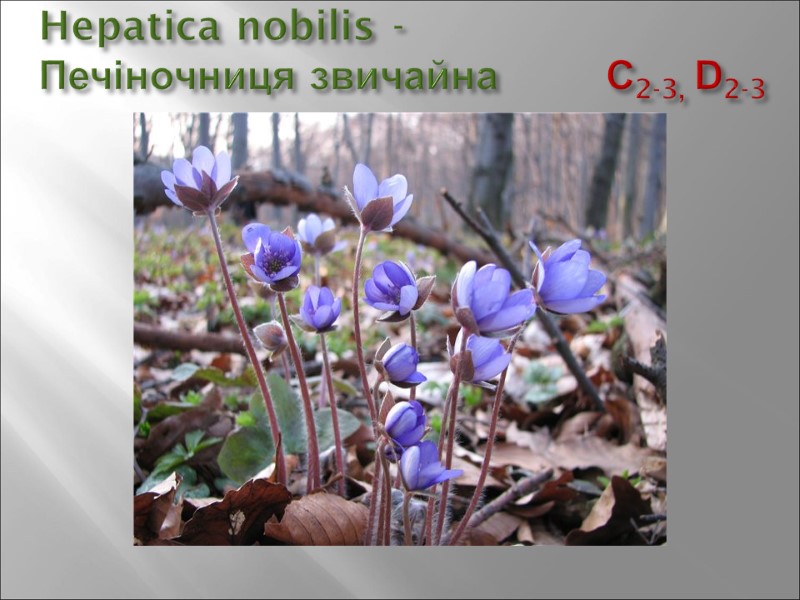 Hepatica nobilis - Печіночниця звичайна        С2-3, D2-3